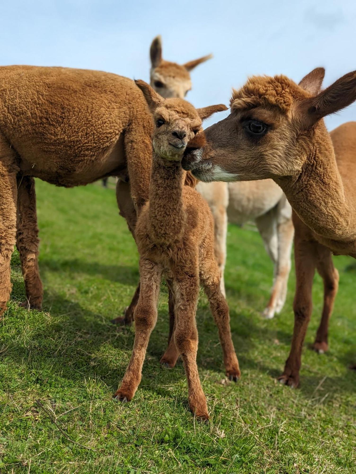 Landhotel Flora & Fauna (Adults Only) ヴィンターベルク エクステリア 写真